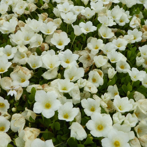 Nierembergia rampante - Bakker