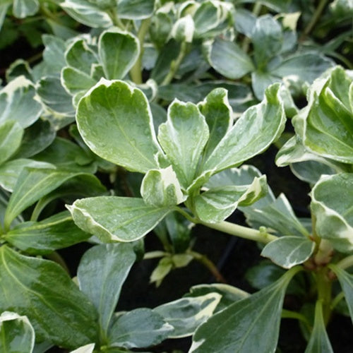 Pachysandre Variegata - Bakker