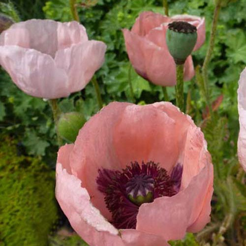 Bakker - 3 Pavots d'Orient Prinzessin Viktoria Luise - Papaver orientale prinzessin viktoria luise - Plantes d'extérieur