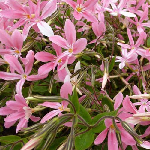 Phlox relevé Wagon Wheel - Bakker