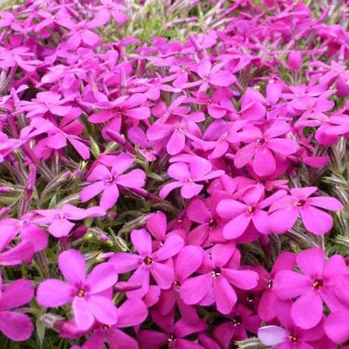 3 Phlox nain de Douglas Crackerjack - Bakker