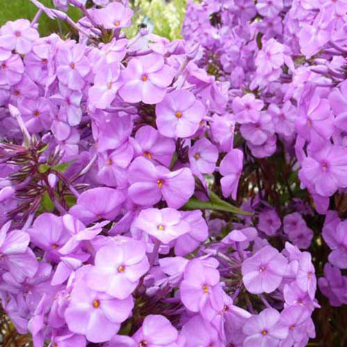 Bakker - Phlox maculé Rosalinde - Phlox rosalinde - Plantes d'extérieur