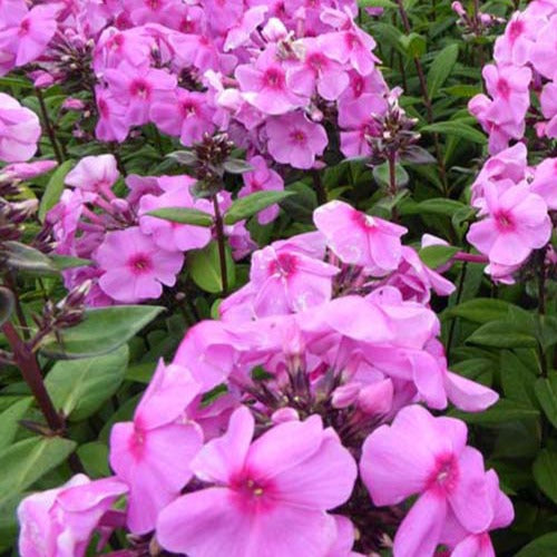 Bakker - Phlox paniculé Eva Cullum - Phlox eva cullum - Plantes d'extérieur