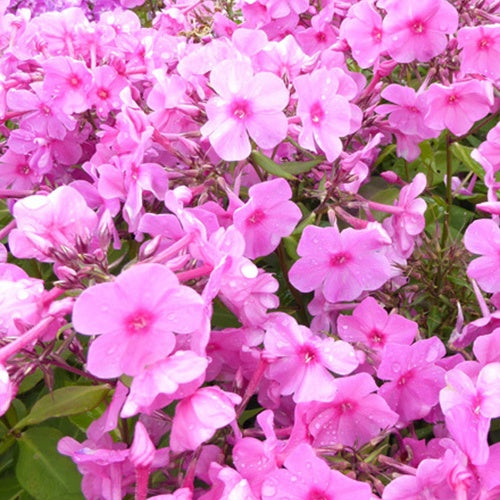 Phlox paniculé Pink Eye Flame - Bakker