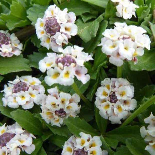 Verveine nodiflore Phyla rampant - Bakker.com | France