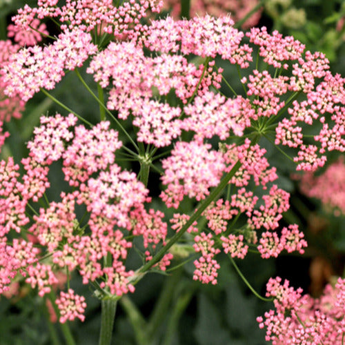 Grand boucage à fleurs roses - Bakker