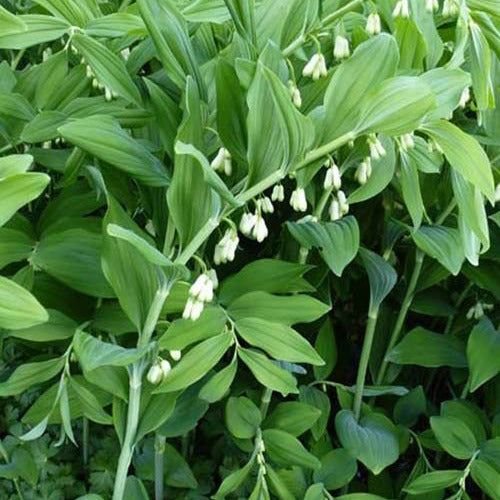 Vente Sceau de Salomon - Polygonatum multiflorum