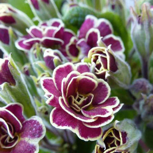 Bakker - Primevère Elizabeth Killelay - Primula elizabeth killelay - Plantes d'extérieur