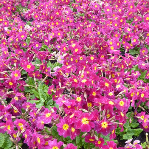 3 Primevère tapissante du Caucase Ideaal - Bakker