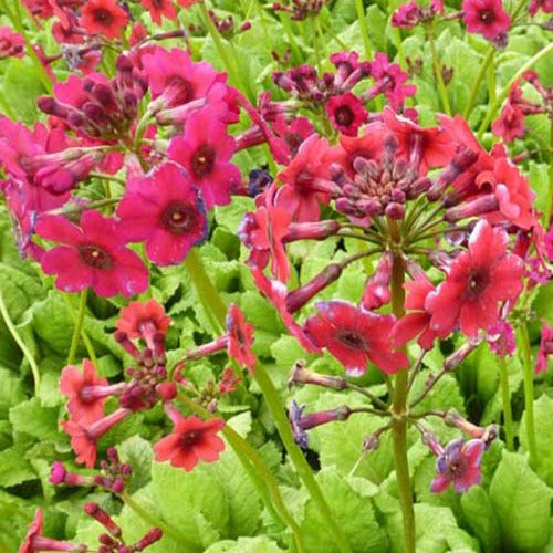 Bakker - 3 Primevère du Japon Millers Crimson - Primula japonica millers crimson - Plantes d'extérieur