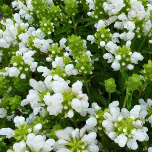 Brunelle à grandes fleurs White Loveliness - Bakker