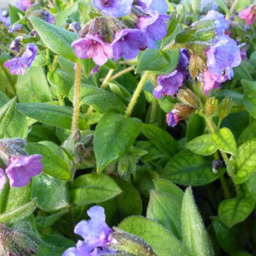 Bakker - Pulmonaire Azurea - Pulmonaria angustifolia azurea - Plantes d'extérieur