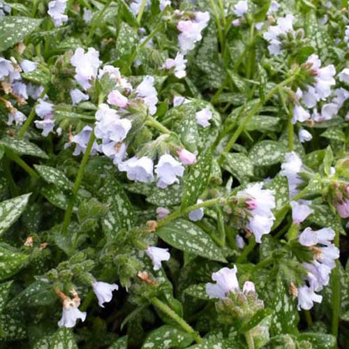 Bakker - Pulmonaire Ocupol Opal - Pulmonaria ocupol opal - Plantes d'extérieur