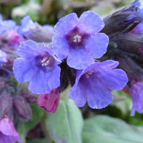 Bakker - Pulmonaire officinale - Pulmonaria officinalis - Plantes d'extérieur