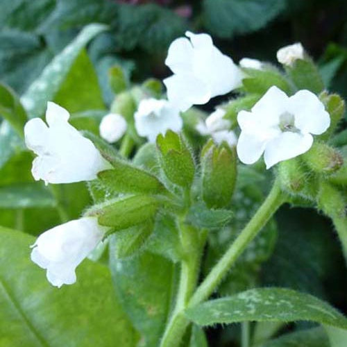 Pulmonaire officinale Sissinghurst White