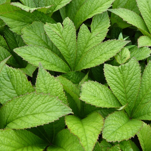 Rodgersia pinnata Crug Cardinal - Bakker