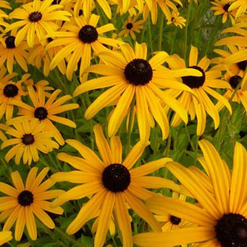 Bakker - 3 Rudbeckia deamii - Rudbeckia fulgida deamii - Plantes d'extérieur