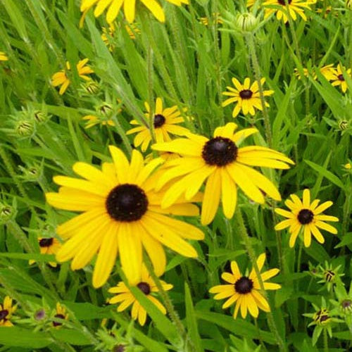 Bakker - 3 Rudbeckia speciosa - Rudbeckia fulgida speciosa - Plantes d'extérieur