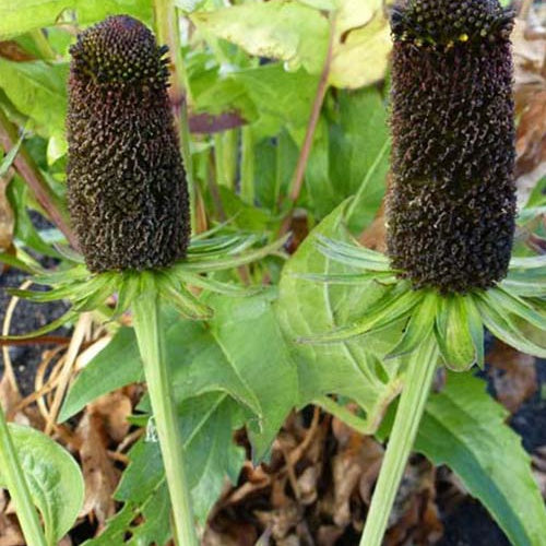 Bakker - 3 Rudbeckia occidentale Green Wizard - Rudbeckia occidentalis green wizard - Plantes d'extérieur