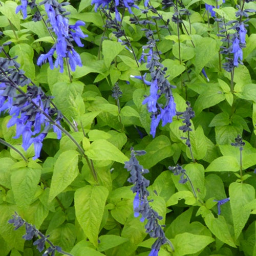 Bakker - Sauge guarani Black and Blue - Salvia guaranitica black and blue - Plantes d'extérieur