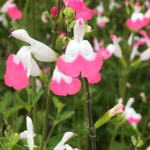 Bakker - Sauge arbustive Pink lips - Salvia microphylla jeremy pink lips - Plantes d'extérieur