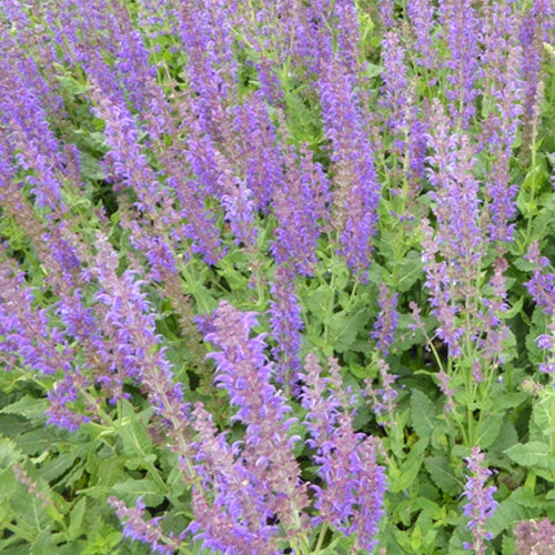 Bakker - Sauge des bois Mainacht - Salvia nemorosa mainacht - Plantes d'extérieur