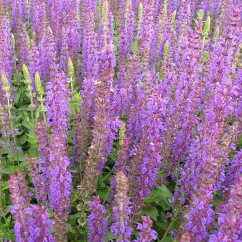 Bakker - 3 Sauge des bois Ostfriesland - Salvia nemorosa ostfriesland - Plantes d'extérieur