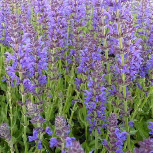 Bakker - Sauge des bois Rügen - Salvia nemorosa rügen - Plantes d'extérieur