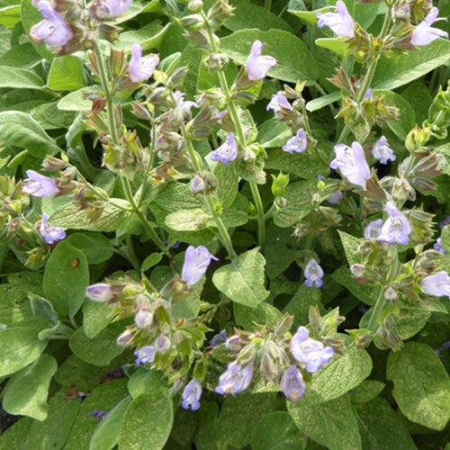 Bakker - Sauge officinale Berggarten - Salvia officinalis berggarten - Plantes d'extérieur