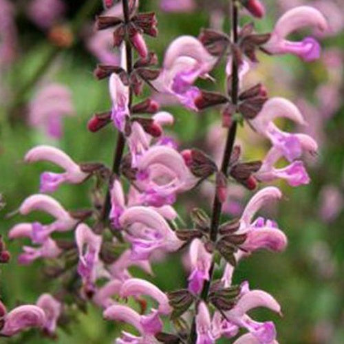 Salvia pratensis Rose Rhapsody (ballet series) - Sauge des prés Rose Rhapsody - Sauges