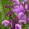 Bakker - Sauge des prés Sweet Esmeralda - Salvia pratensis sweet esmeralda ( ballet series ) - Plantes d'extérieur