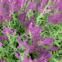 Bakker - Sauge des bois Schwellenburg - Salvia nemorosa schwellenburg - Plantes d'extérieur