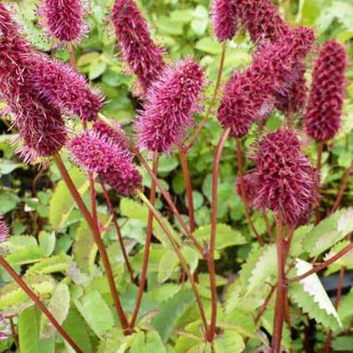 Bakker - Pimprenelle d'Alaska - Sanguisorbe - Sanguisorba menziesii - Plantes d'extérieur