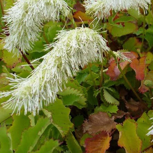 Pimprenelle blanche - Sanguisorbe - Bakker