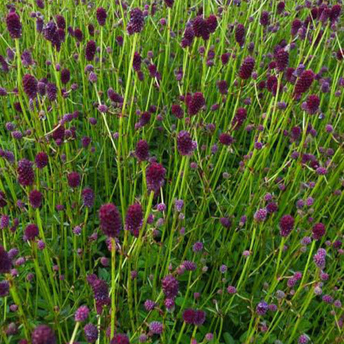 Bakker - Pimprenelle officinale Tanna - Sanguisorba officinalis tanna - Plantes d'extérieur