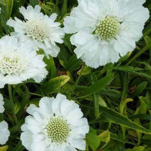 Bakker - 3 Scabieuse du Caucase blanche - Scabiosa caucasica alba - Plantes d'extérieur