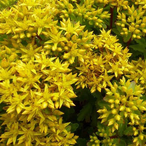 3 Sedum Immergrünchen - Bakker