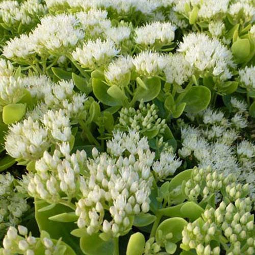Sedum Iceberg - Bakker