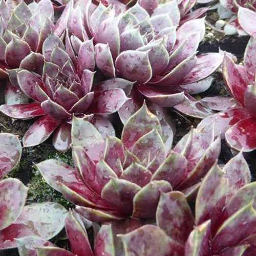 Joubarbe Commander Hay - Sempervivum - Bakker