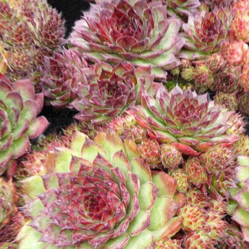 Bakker - 3 Joubarbes Dark Beauty - Sempervivum - Sempervivum dark beauty - Plantes d'extérieur