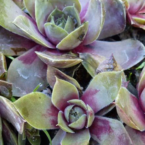 3 Joubarbes Othello - Sempervivum - Bakker