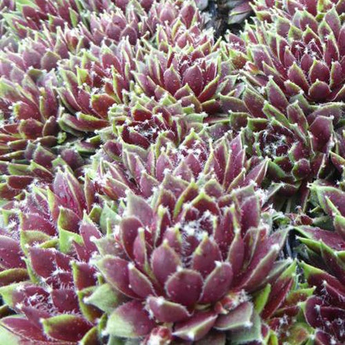 Joubarbe Silberkarneol - Sempervivum - Bakker