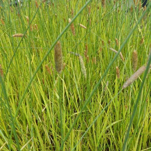 Bakker - Vulpin des prés panaché - Alopecurus pratensis aureovariegatus - Plantes d'extérieur