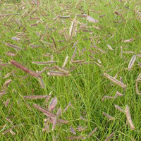 Bouteloua gracilis - Boutelou gracieux - Plantes vivaces