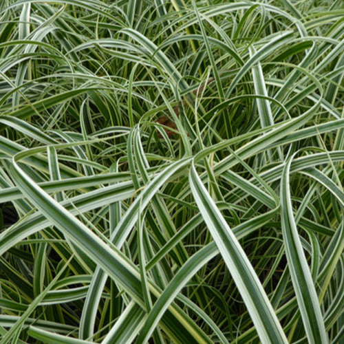 Bakker - Laîche Feather Falls - Carex - Carex feather falls - Plantes d'extérieur