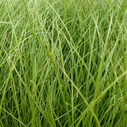 Laîche Phoenix Green - Bakker