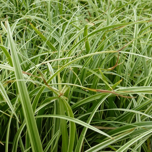 Bakker - Laîche Silver Sceptre - Carex - Carex silver sceptre - Plantes d'extérieur