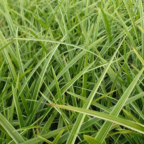 Laîche du Japon Gilt - Carex - Bakker