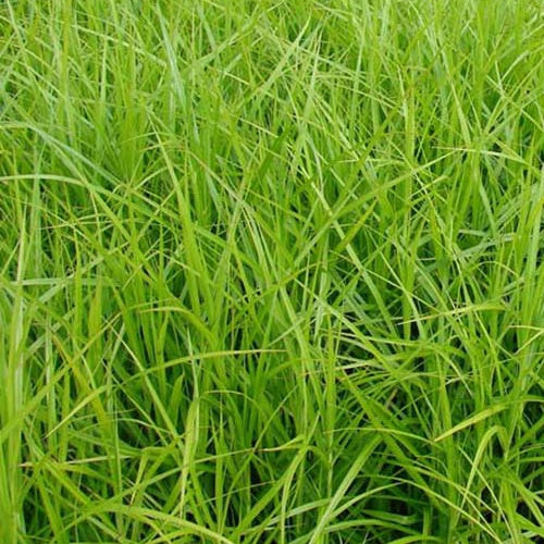 Carex muskingumensis - Laîche d'Amérique - Carex - Carex