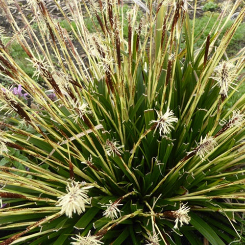 Laîche d'Oshima J.S. Greenwell - Carex - Bakker